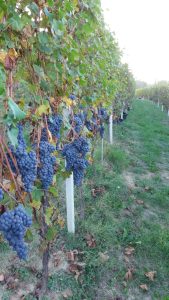 Nho Nebbiolo cao quý