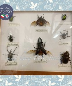 Bộ sưu tập bướm, côn trùng ép trong khung