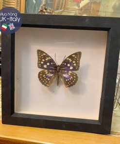 Bướm ép trong khung gỗ vuông (6 mẫu)