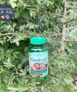 Thảo dược hoa táo gai Hawthorn cho tim mạch, huyết áp, cholesterol